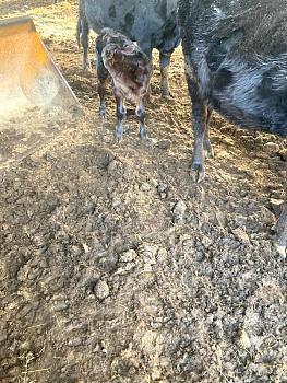 Click image for larger version. 

Name:	1 calf 2.jpg 
Views:	0 
Size:	94.1 KB 
ID:	27984