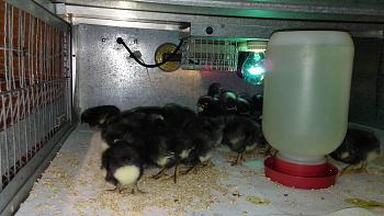 Click image for larger version. 

Name:	Barred Rock Chicks.jpg 
Views:	4 
Size:	96.3 KB 
ID:	2825