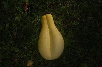 Click image for larger version. 

Name:	siamese squash.jpg 
Views:	1 
Size:	90.9 KB 
ID:	16272