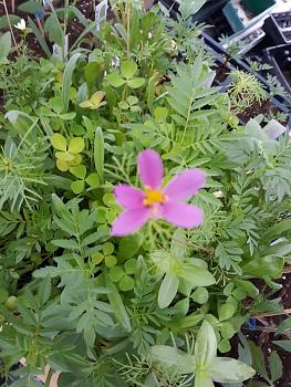 Click image for larger version. 

Name:	FIRST WILDFLOWER.jpg 
Views:	1 
Size:	96.9 KB 
ID:	6698