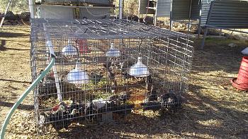 Click image for larger version. 

Name:	Barred Rock Chicks Week 4+ E Cages.jpg 
Views:	3 
Size:	102.6 KB 
ID:	2917