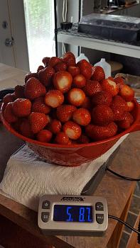 Click image for larger version. 

Name:	urstrawberries.jpg 
Views:	2 
Size:	83.4 KB 
ID:	5122