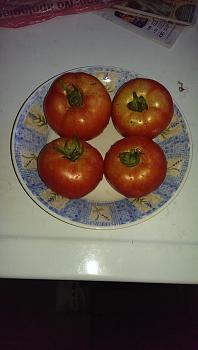 Click image for larger version. 

Name:	1st_Tomatoes.jpg 
Views:	0 
Size:	91.4 KB 
ID:	2598