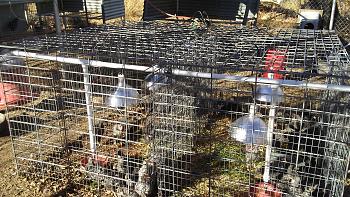 Click image for larger version. 

Name:	Barred Rock Chicks Week 4+ S Cages.jpg 
Views:	3 
Size:	104.6 KB 
ID:	2918