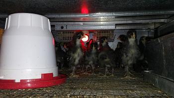Click image for larger version. 

Name:	Barred Rock Chicks Week 2b.jpg 
Views:	6 
Size:	94.8 KB 
ID:	2863