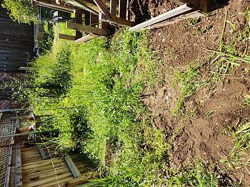 Click image for larger version. 

Name:	Garden before.jpg 
Views:	1 
Size:	96.6 KB 
ID:	22104