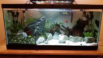 Click image for larger version. 

Name:	scaped tank final.jpg 
Views:	6 
Size:	98.3 KB 
ID:	3000