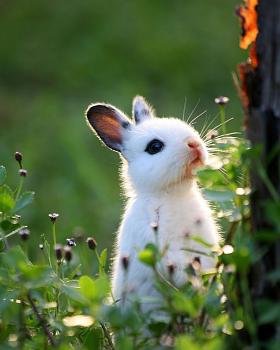 Click image for larger version. 

Name:	XX-Cutest-Bunnies5__605.jpg 
Views:	2 
Size:	67.4 KB 
ID:	3615