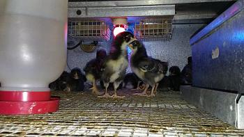 Click image for larger version. 

Name:	Barred Rock Chicks Week 1a.jpg 
Views:	4 
Size:	98.7 KB 
ID:	2841