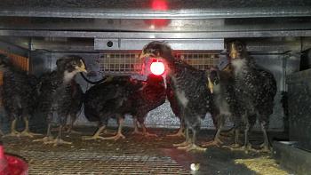 Click image for larger version. 

Name:	Barred Rock Chicks Week 3b.jpg 
Views:	6 
Size:	94.0 KB 
ID:	2883