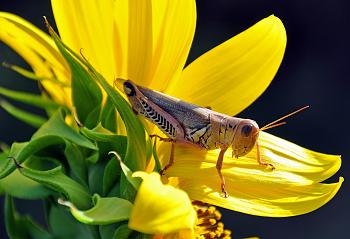 Click image for larger version. 

Name:	grasshopper.jpg 
Views:	2 
Size:	88.0 KB 
ID:	5256
