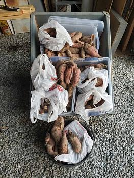sweet potatoes 101921 2.jpg